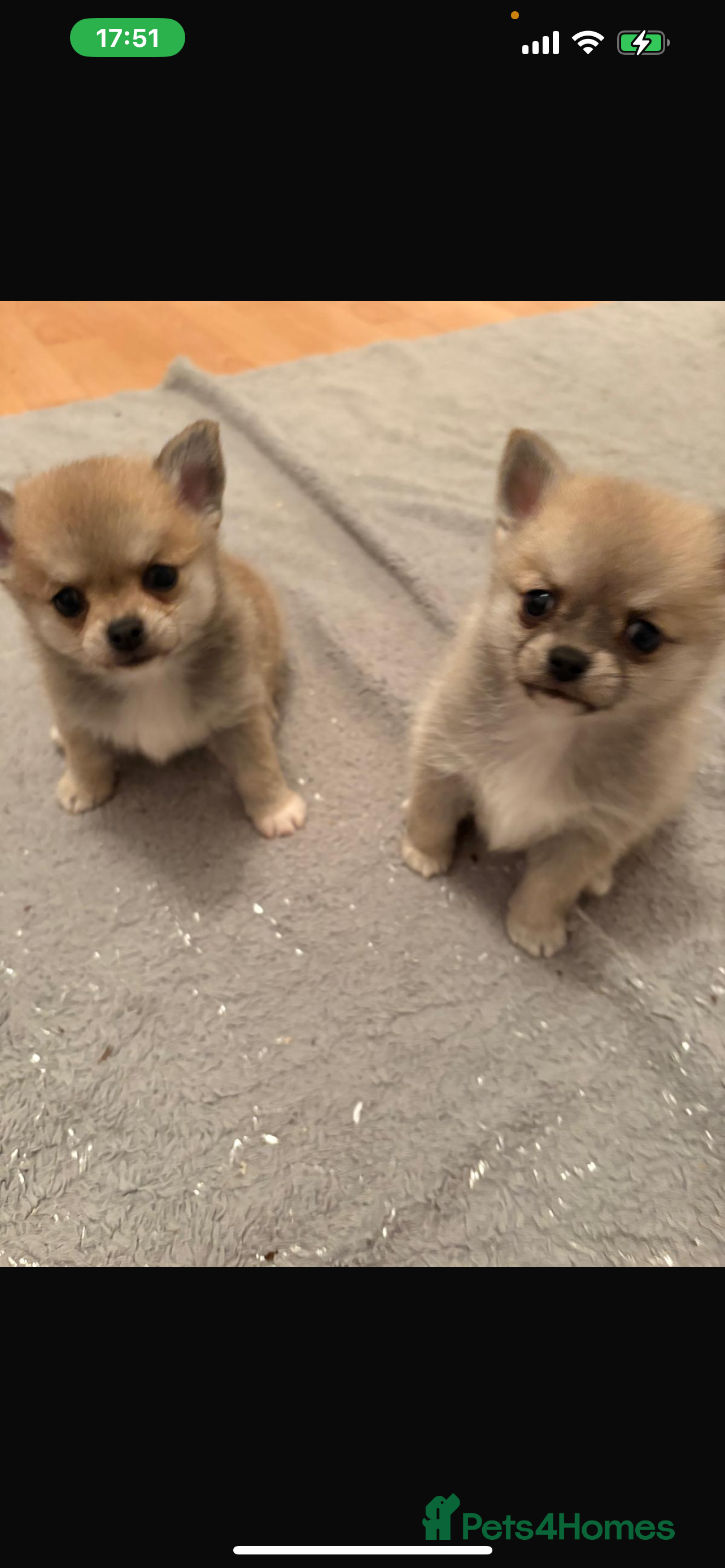 Pomchi dogs Pomchil  - Advert 8