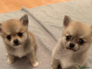 Pomchi dogs Pomchil - Advert 6