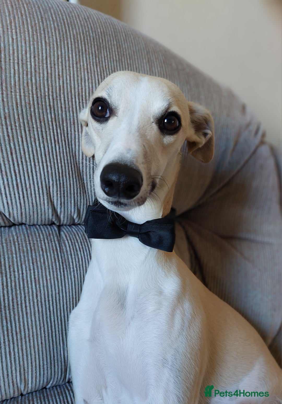 Whippet dogs for stud: Kawrsing Whippets  - Advert 3