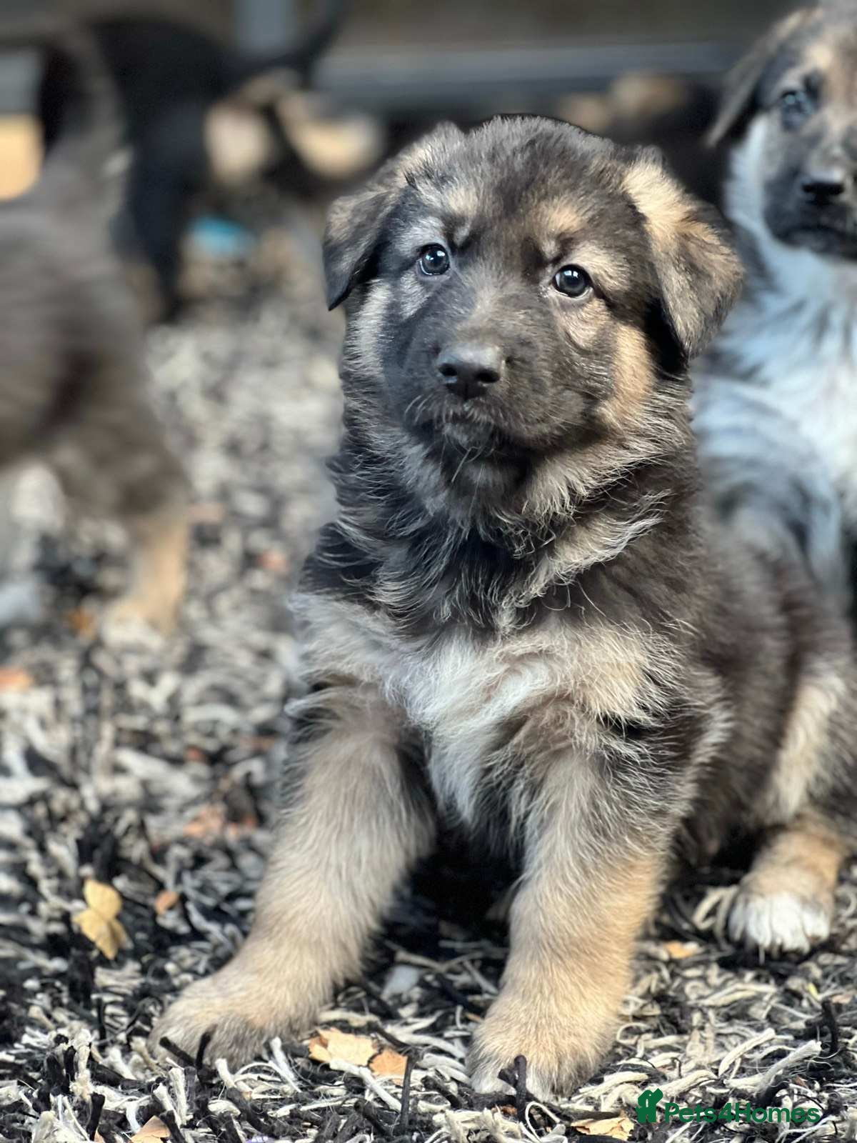 German Shepherd dogs Stunning German Shepherd Puppies for sale - Advert 1