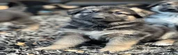 German Shepherd dogs for sale: Stunning German Shepherd Puppies for sale - Advert 1