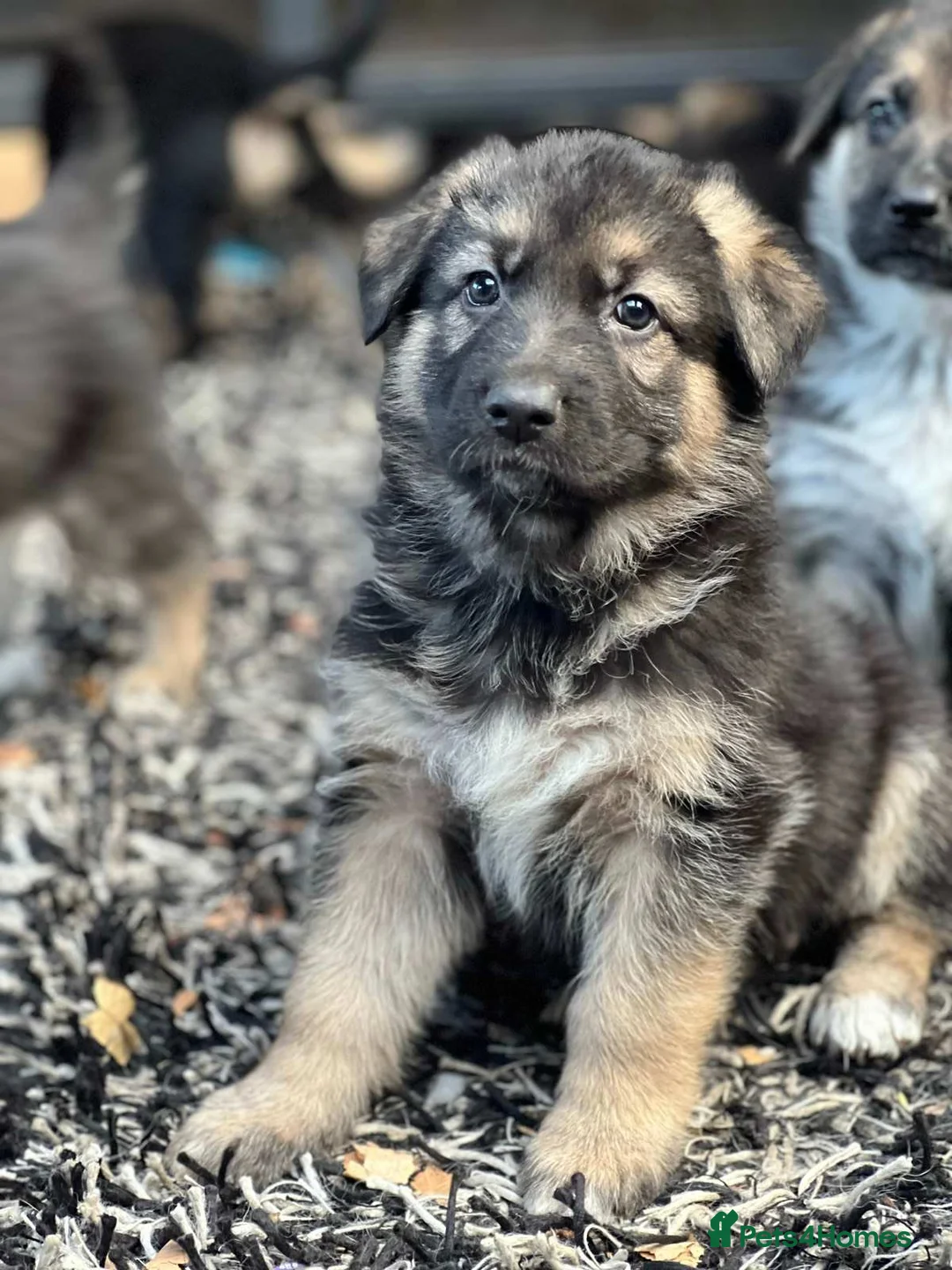 German Shepherd dogs for sale: Stunning German Shepherd Puppies for sale - Advert 1