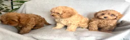 Cavapoo dogs for sale: REDUCED PRICE 😊 READY NOW 😊🐶 3 Cavapoo puppies  - Advert 13