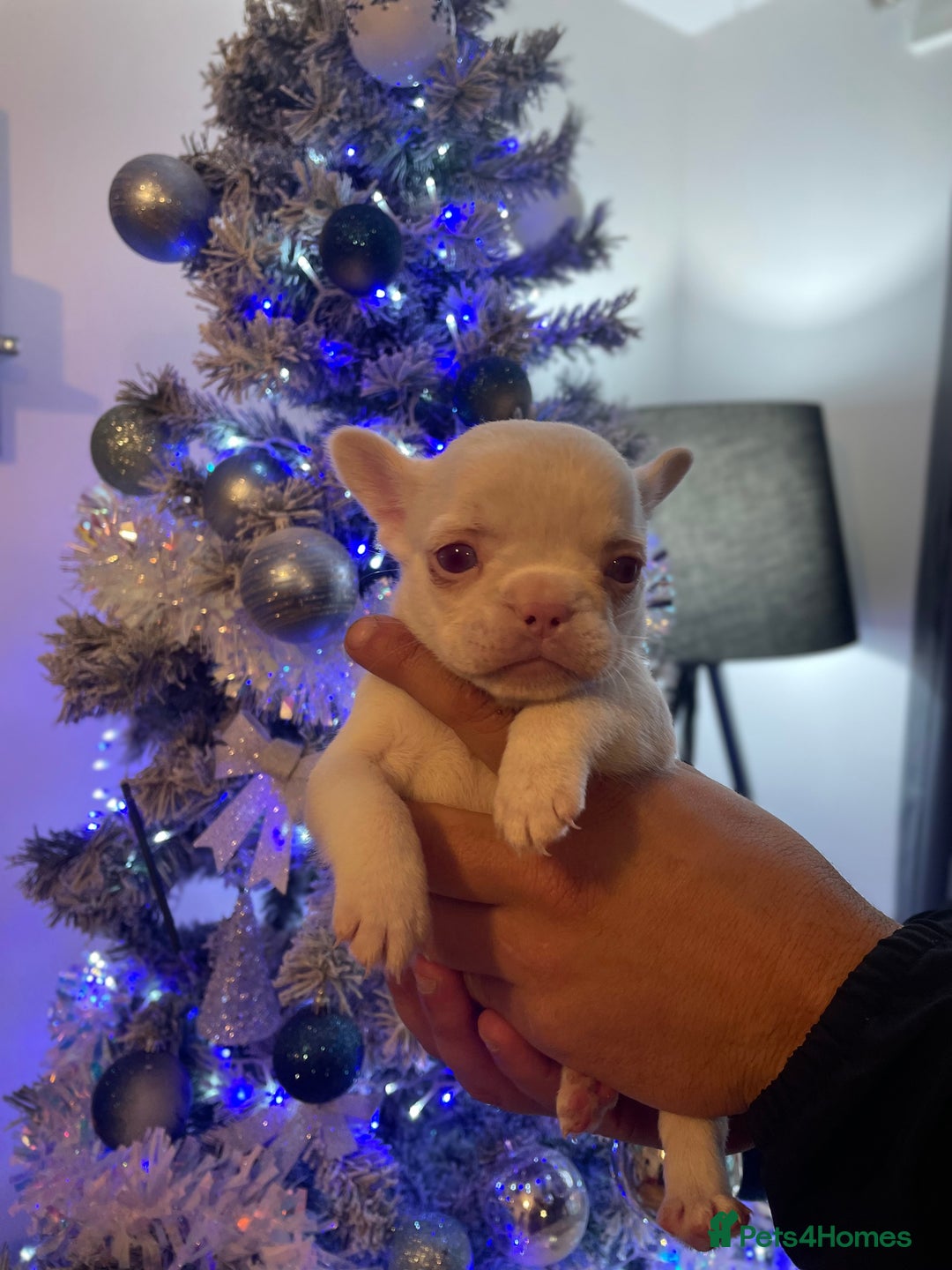 French Bulldog dogs for sale: Merle visual fluffy micro & blue teddy bear  - Advert 4