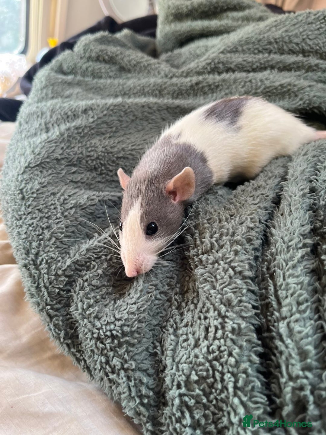 Rat rodents for sale: 2 rats for sale one dumbo rat and one normal rat  - Image 4