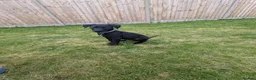 Mixed Breed dogs for sale: Murphy - Family Labrador X Greyhound 7 months old - Advert 6