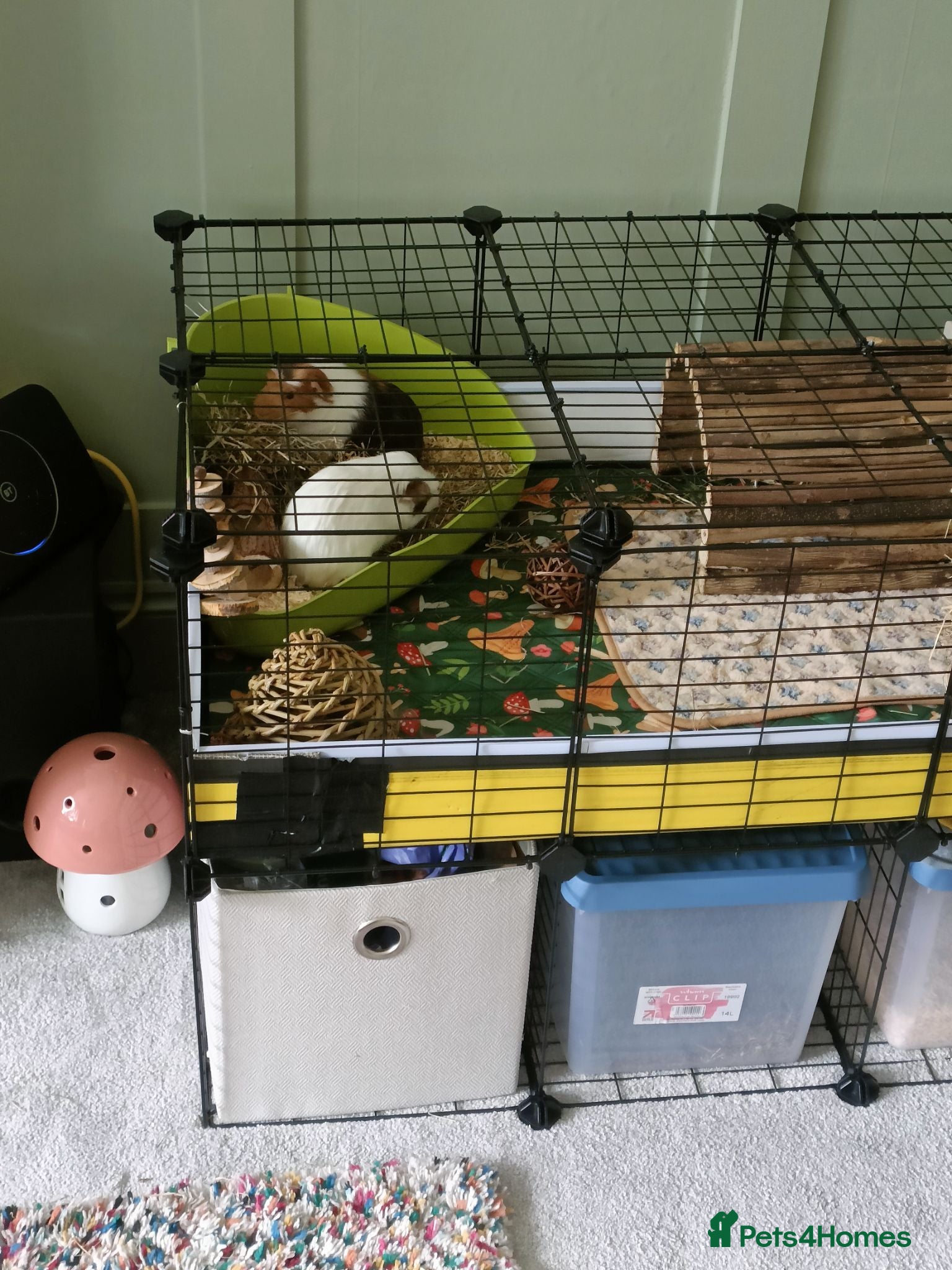 Guinea Pig rodents 2 male guinea pigs  - Advert 4