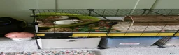 Guinea Pig rodents for sale: 2 male guinea pigs  in Oldham - Advert 1