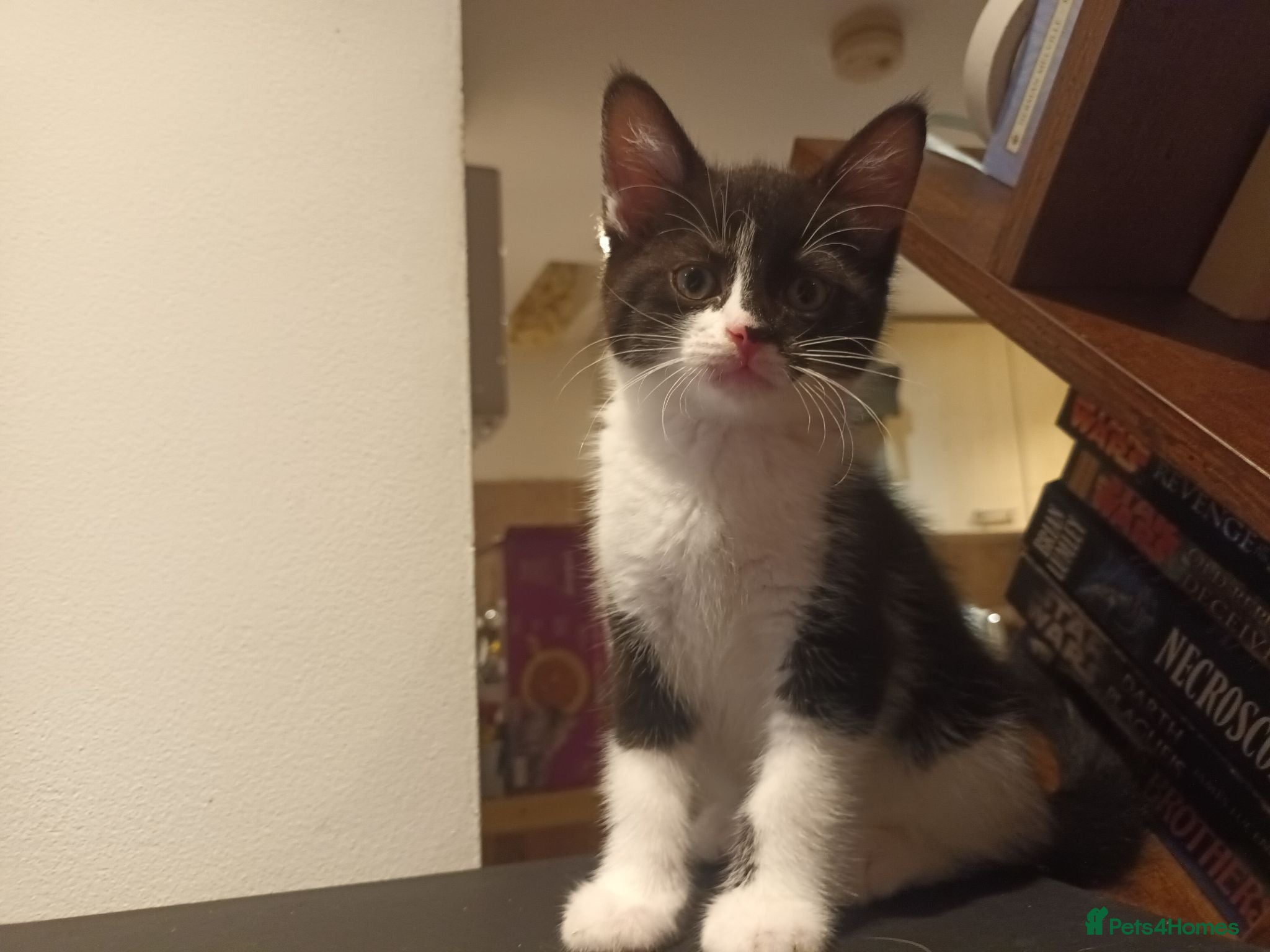 Mixed Breed cats Kittens Looking For Home  - Advert 1