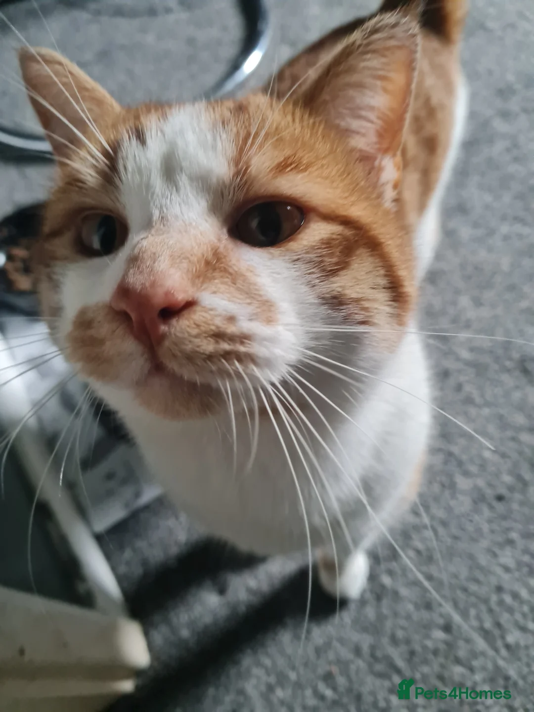 British Shorthair cats for sale: Simba in Newport - Advert 3