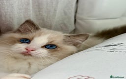 Ragdoll cats for sale: the last boy, registered with TICA - Image 39
