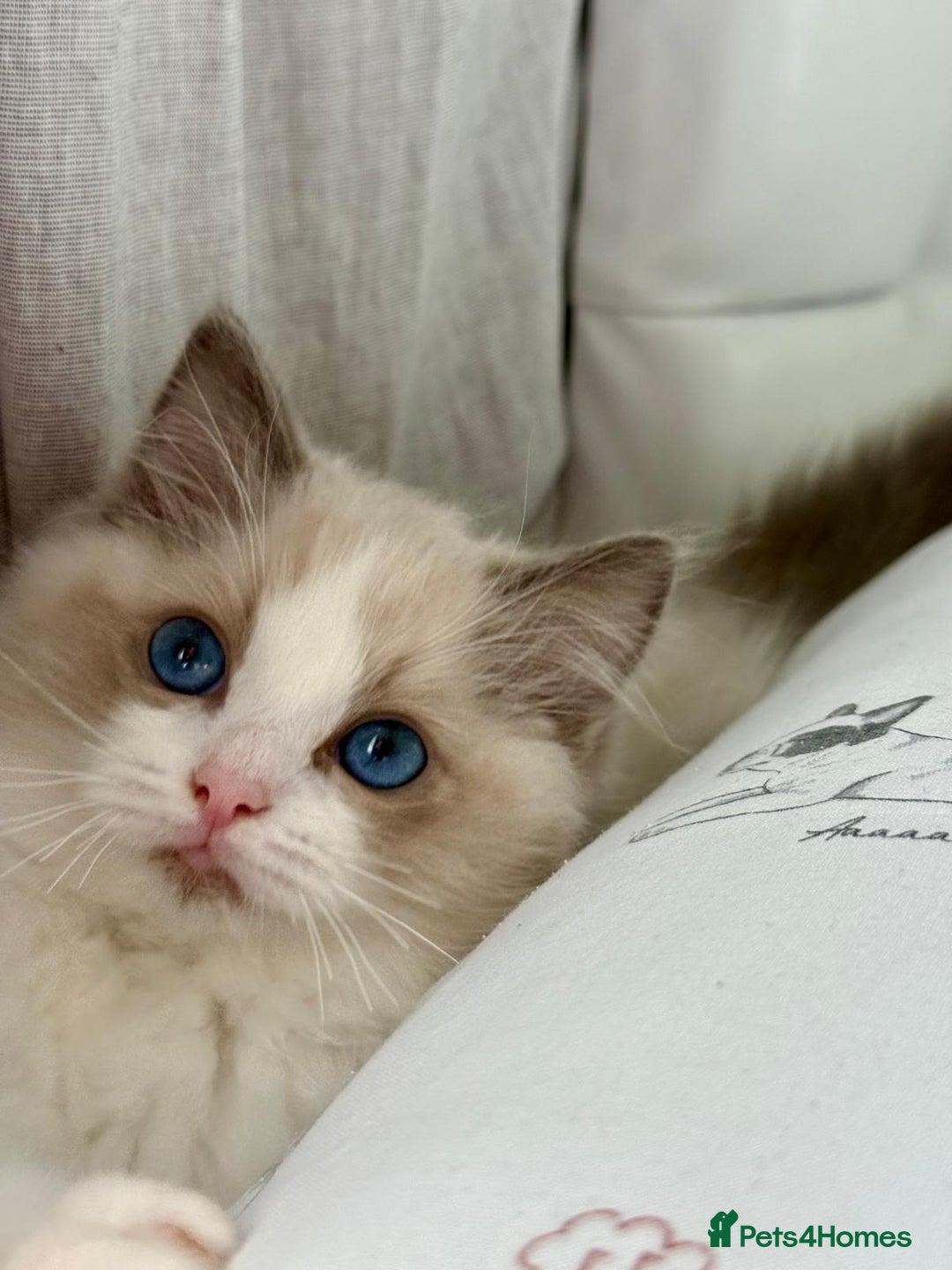Ragdoll cats for sale: the last boy, registered with TICA - Image 39