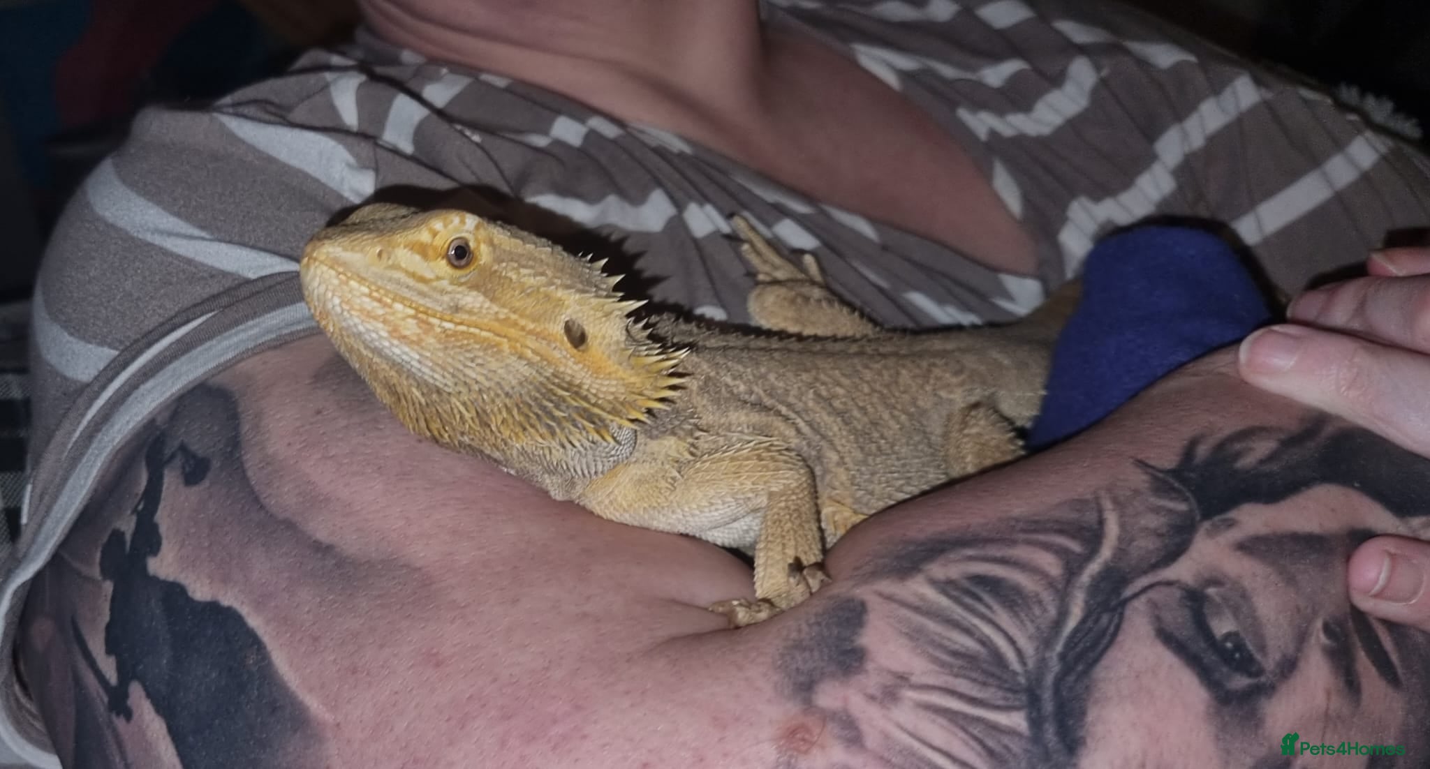 Bearded Dragon reptiles Male bearded dragon  - Advert 5