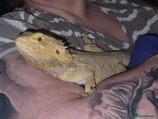 Bearded Dragon reptiles Male bearded dragon - Advert 1