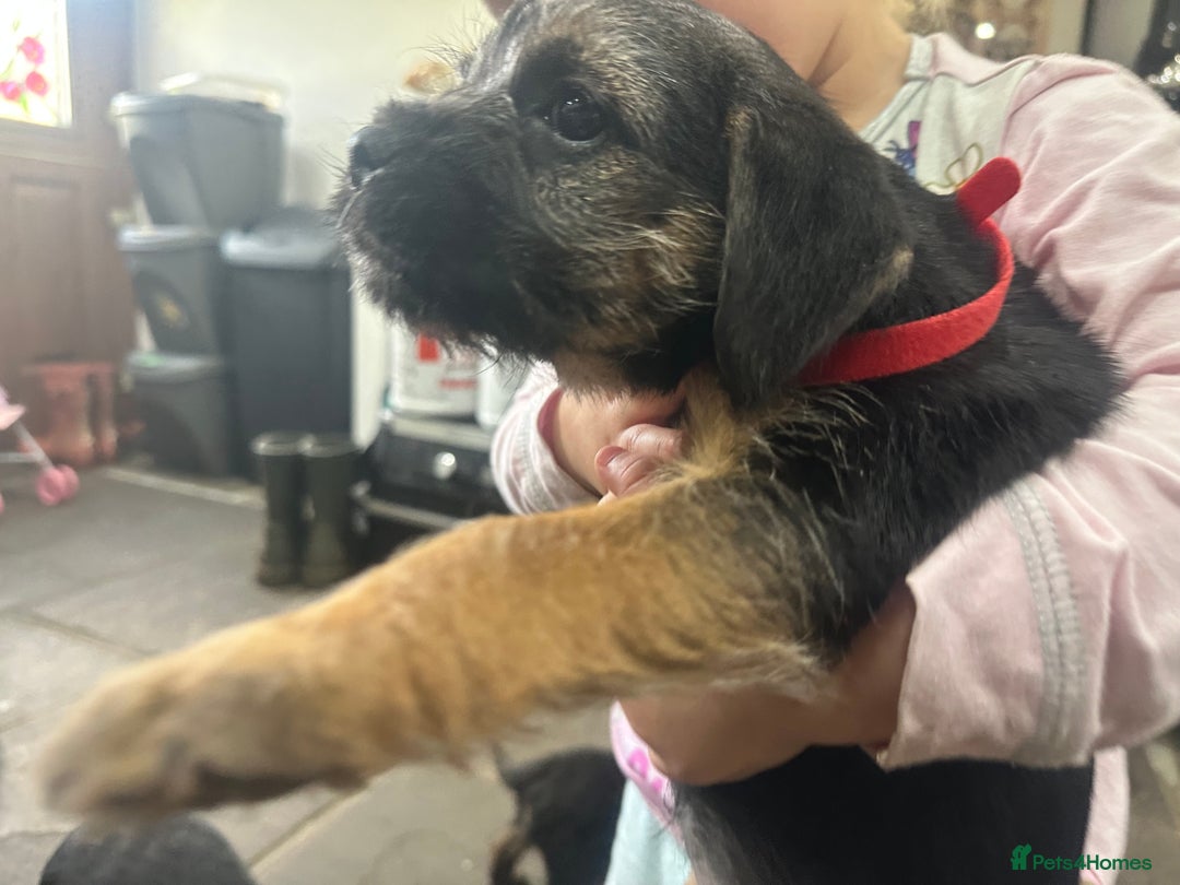 Border Terrier dogs for sale: Border Terrier Pups -Beautiful Pedigree  - Image 28