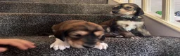 Saluki dogs for sale: KC male saluki puppies  - Advert 4