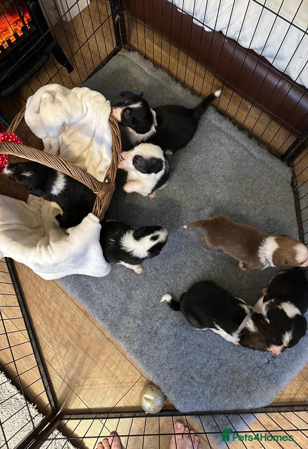 Border Collie dogs for sale: Boarder collie pups  - Advert 5