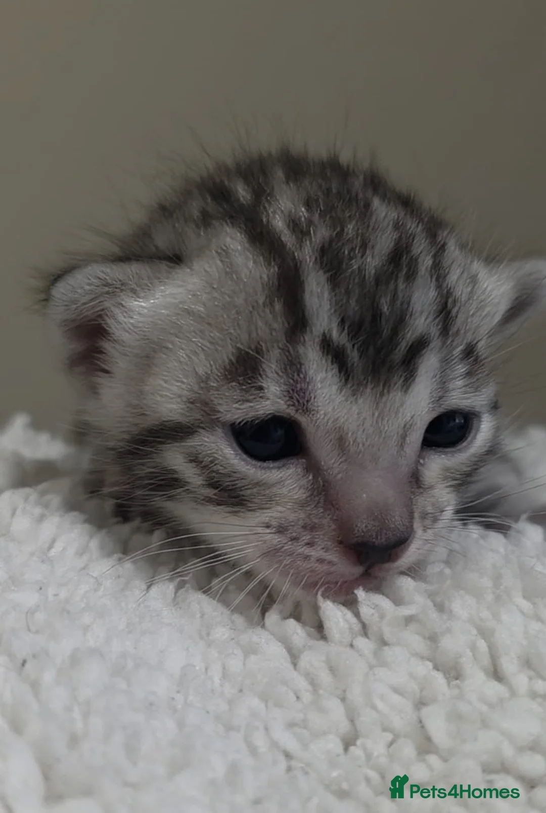 Bengal cats for sale: Silver bengal  - Advert 2