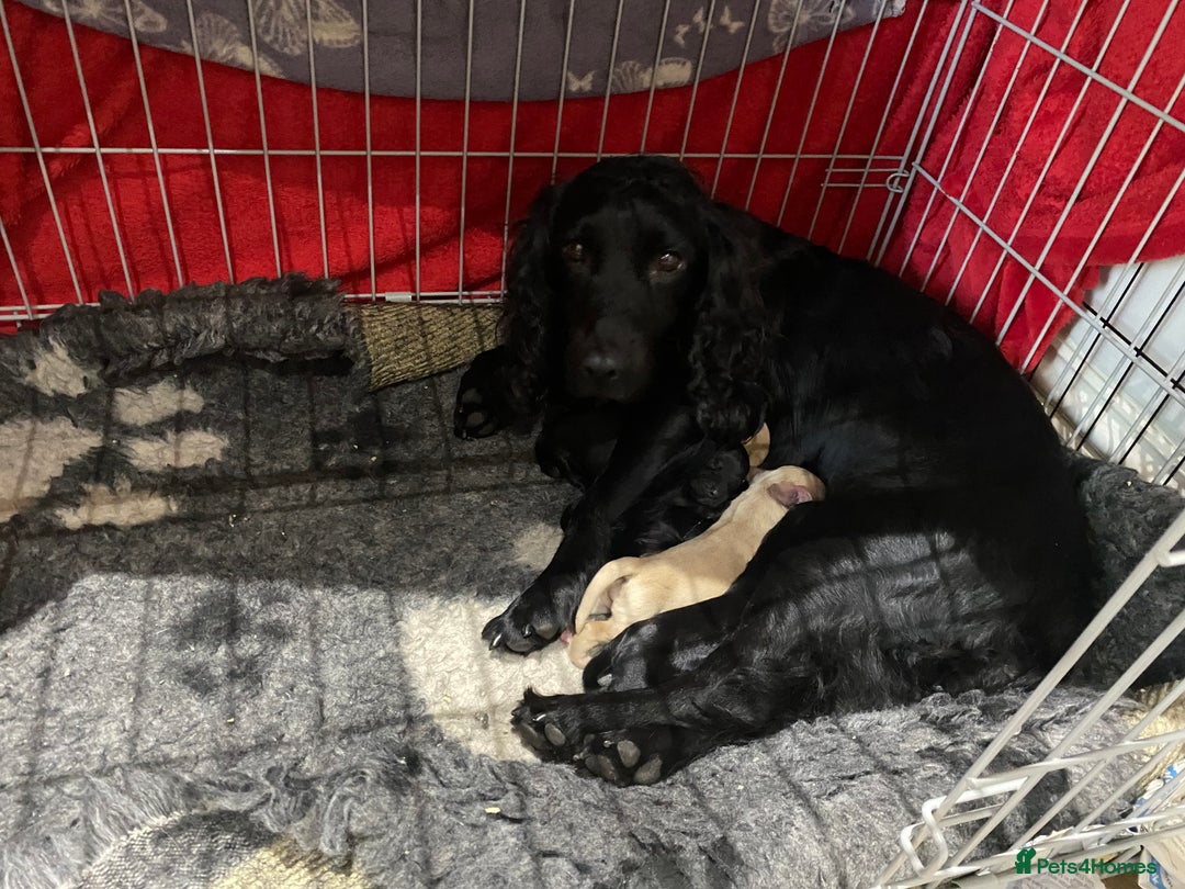 Cocker Spaniel dogs for sale: Superb Quality Royal KC Cocker Spaniel Puppies - Advert 25