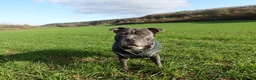 Staffordshire Bull Terrier dogs for stud: BLUE Staffy boy is ready for stud  - Advert 4