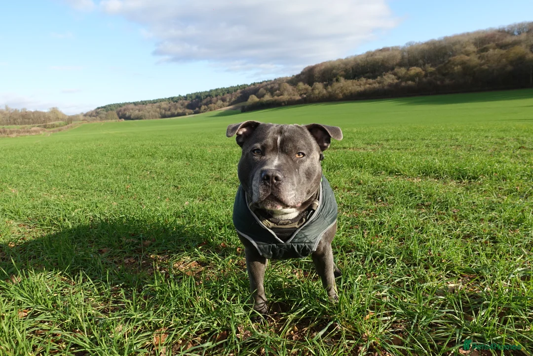 Staffordshire Bull Terrier dogs for stud: BLUE Staffy boy is ready for stud  - Advert 4