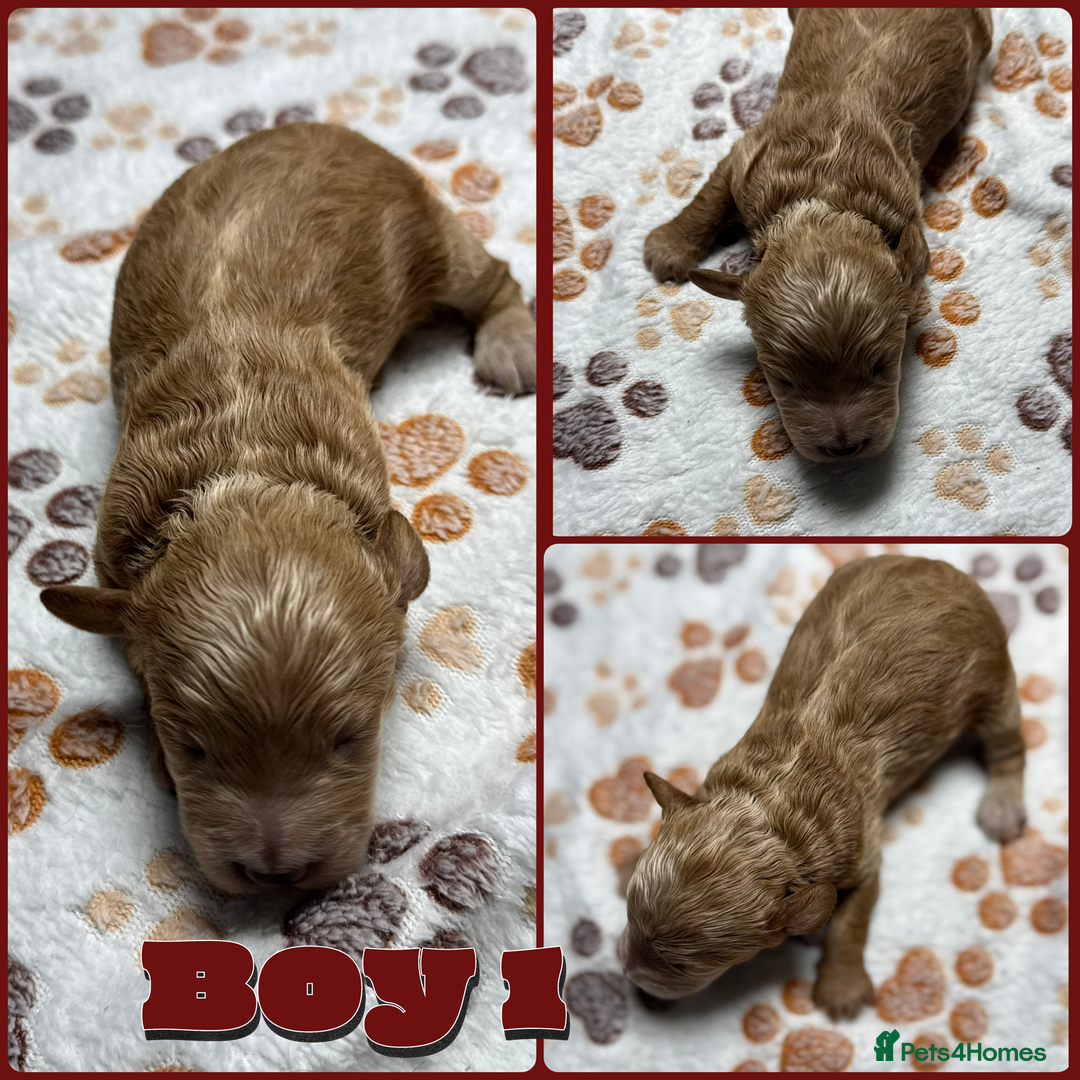 Cockapoo dogs for sale: Beautiful Fully Health Tested Cockapoos - Image 5