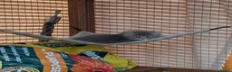 Persian cats for sale: 7 beautiful Persian x Ragdoll kittens - Advert 13