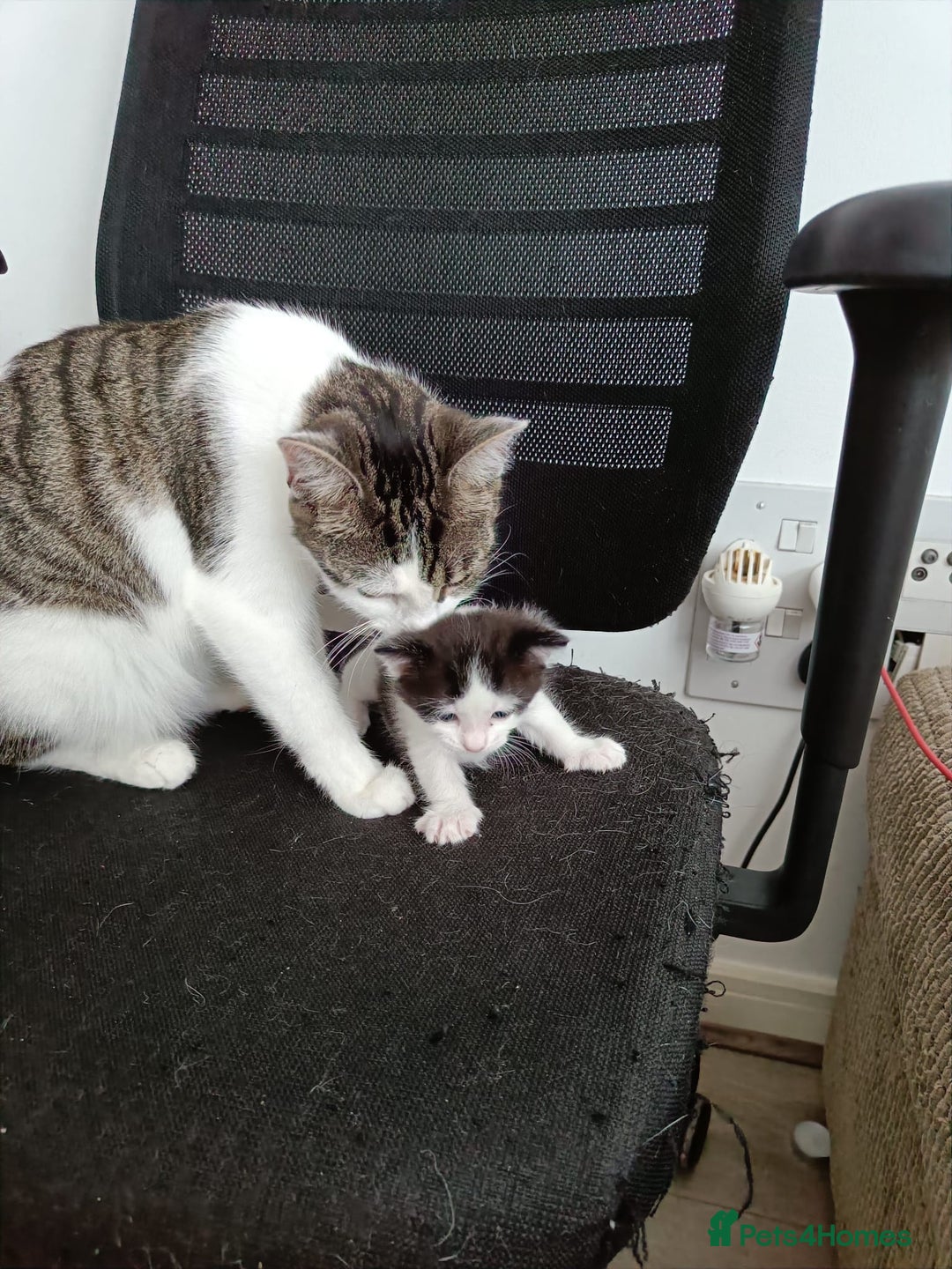 Mixed Breed cats for sale: Gorgeous male kitten, full of personality! - Image 7