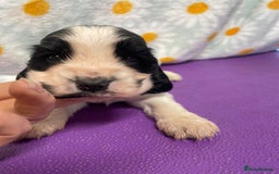 Cocker Spaniel dogs for sale: Beautiful show cocker spaniel babies - Image 9