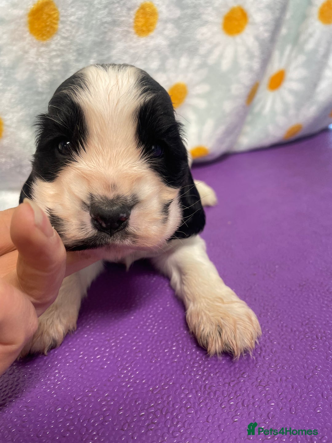 Cocker Spaniel dogs for sale: Beautiful show cocker spaniel babies - Image 9