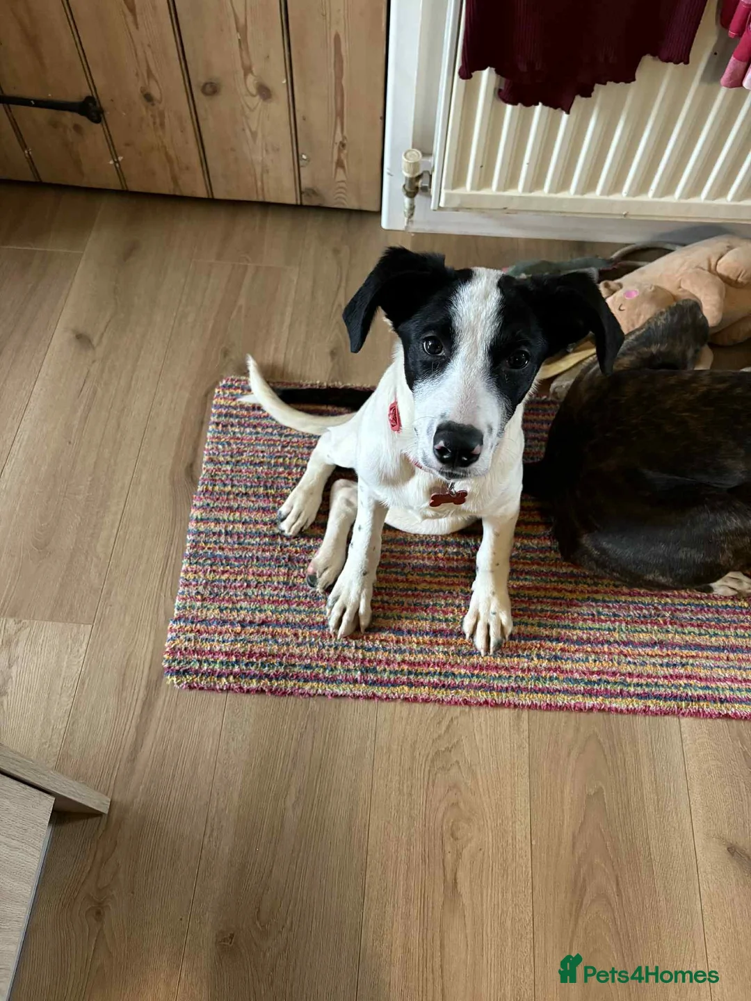 Mixed Breed dogs for adoption: Rupert Duffy, gorgeous 5 mth old Lab cross Pointer - Advert 6