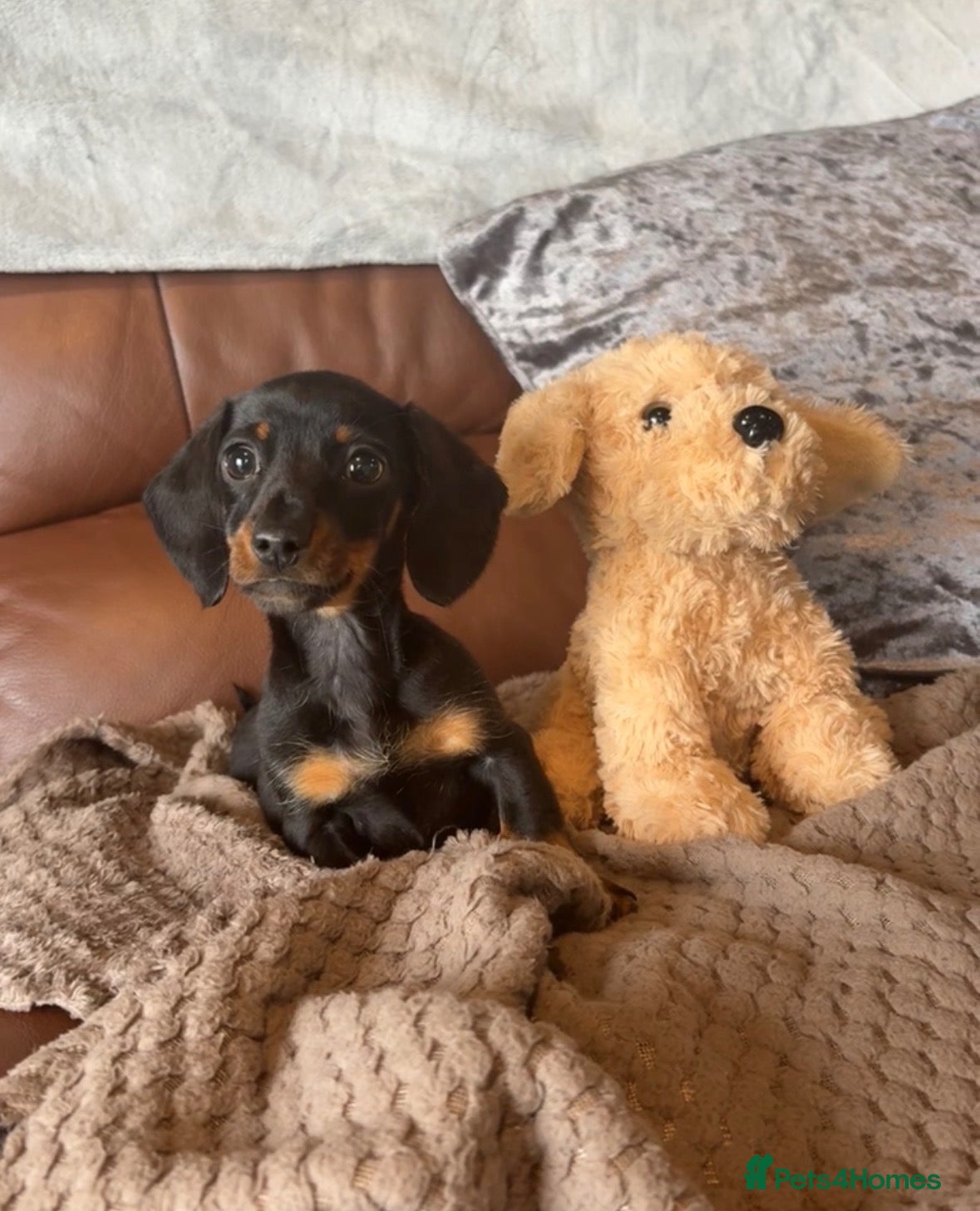 Miniature Dachshund dogs Adorable Miniature Dachshund Puppies - Advert 9