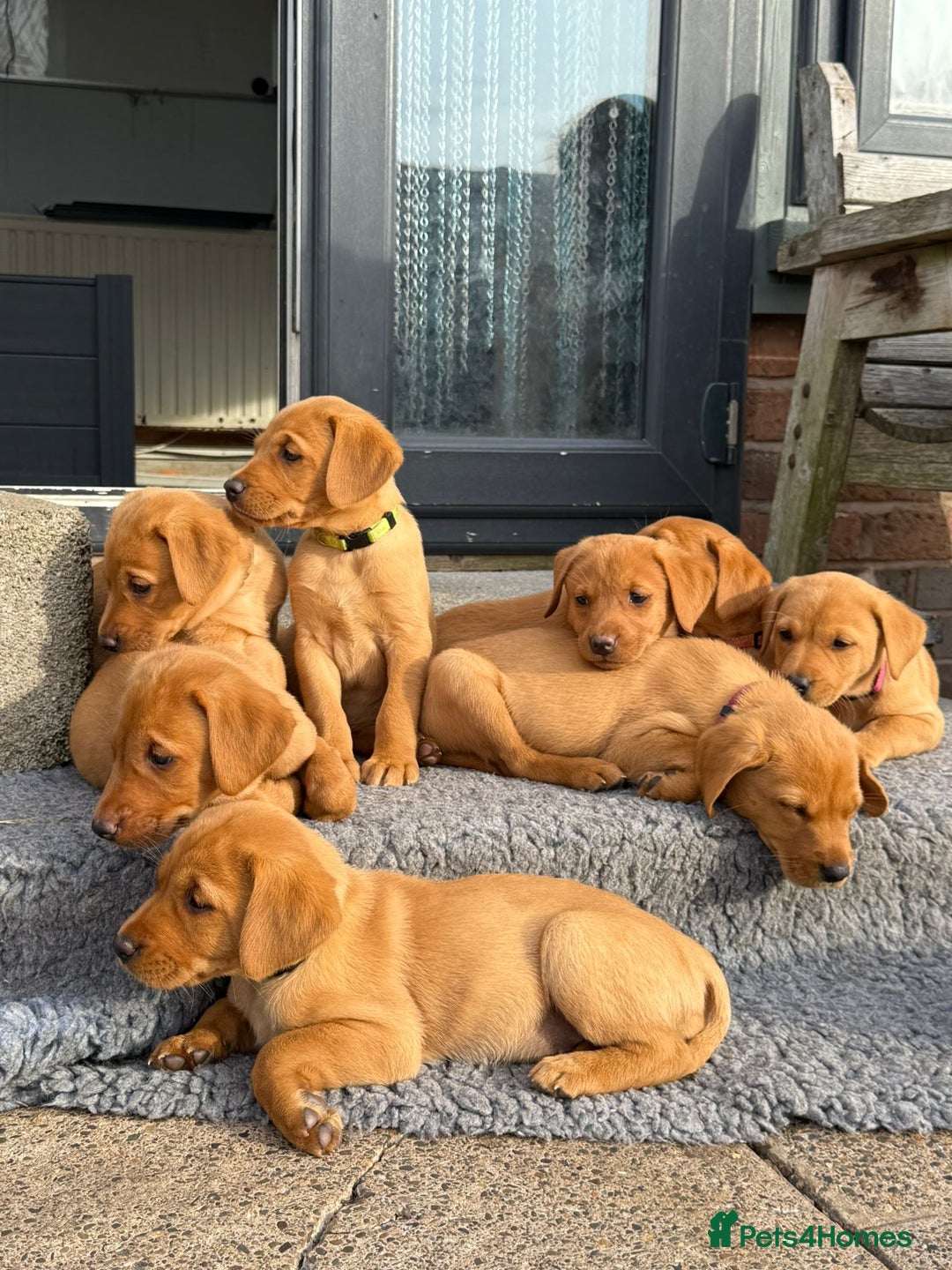 Labrador Retriever dogs for sale: Gorgeous KC Fox Red Labs - Image 4