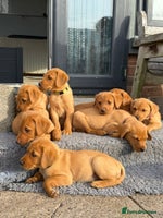 Labrador Retriever dogs - Advert 11