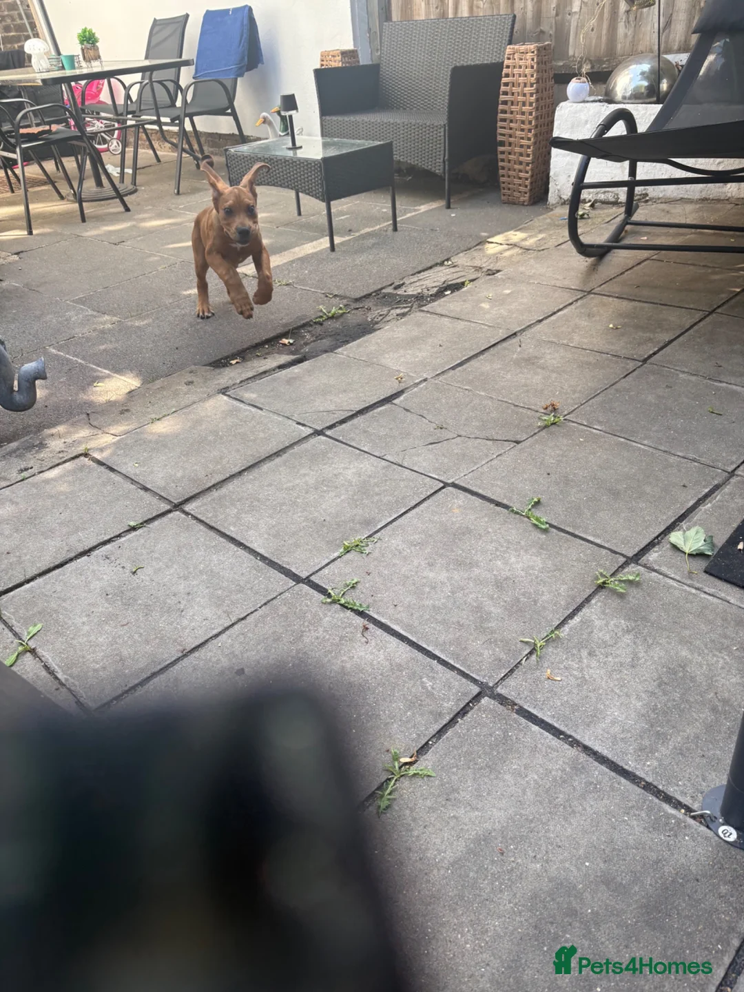 Mixed Breed dogs for sale: Lenny 14 week old cane corso x staffy pup - Advert 10