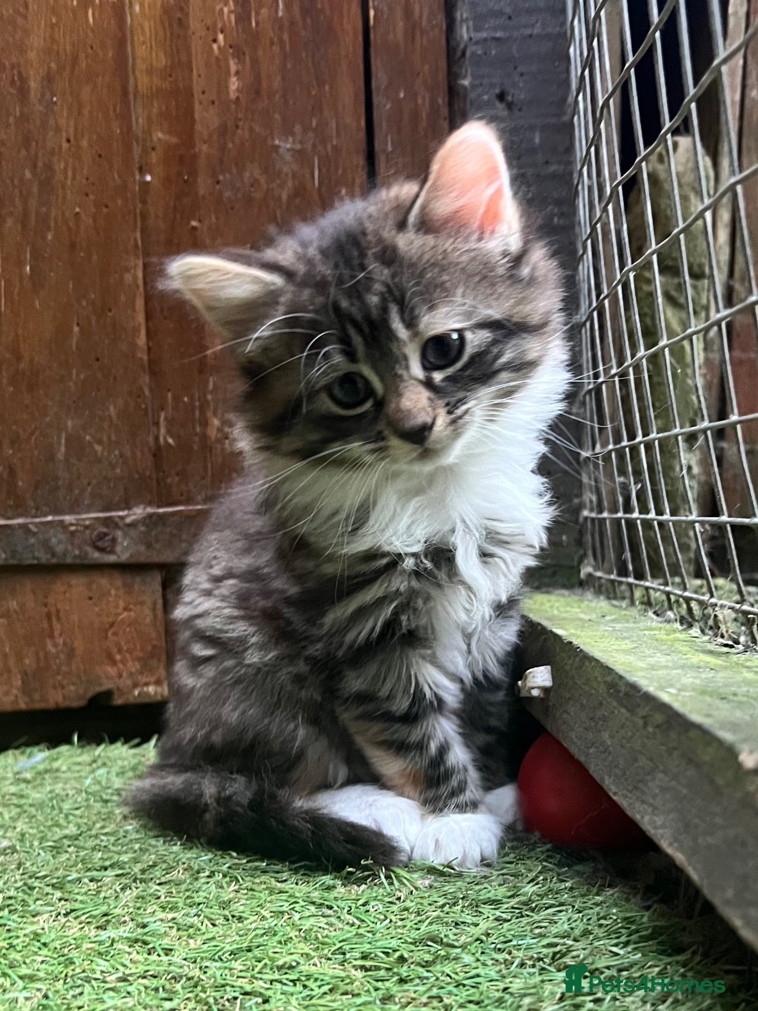 Mixed Breed cats 2 Left - Mixed Breed Pedigree Cross Kittens M/F - Advert 2