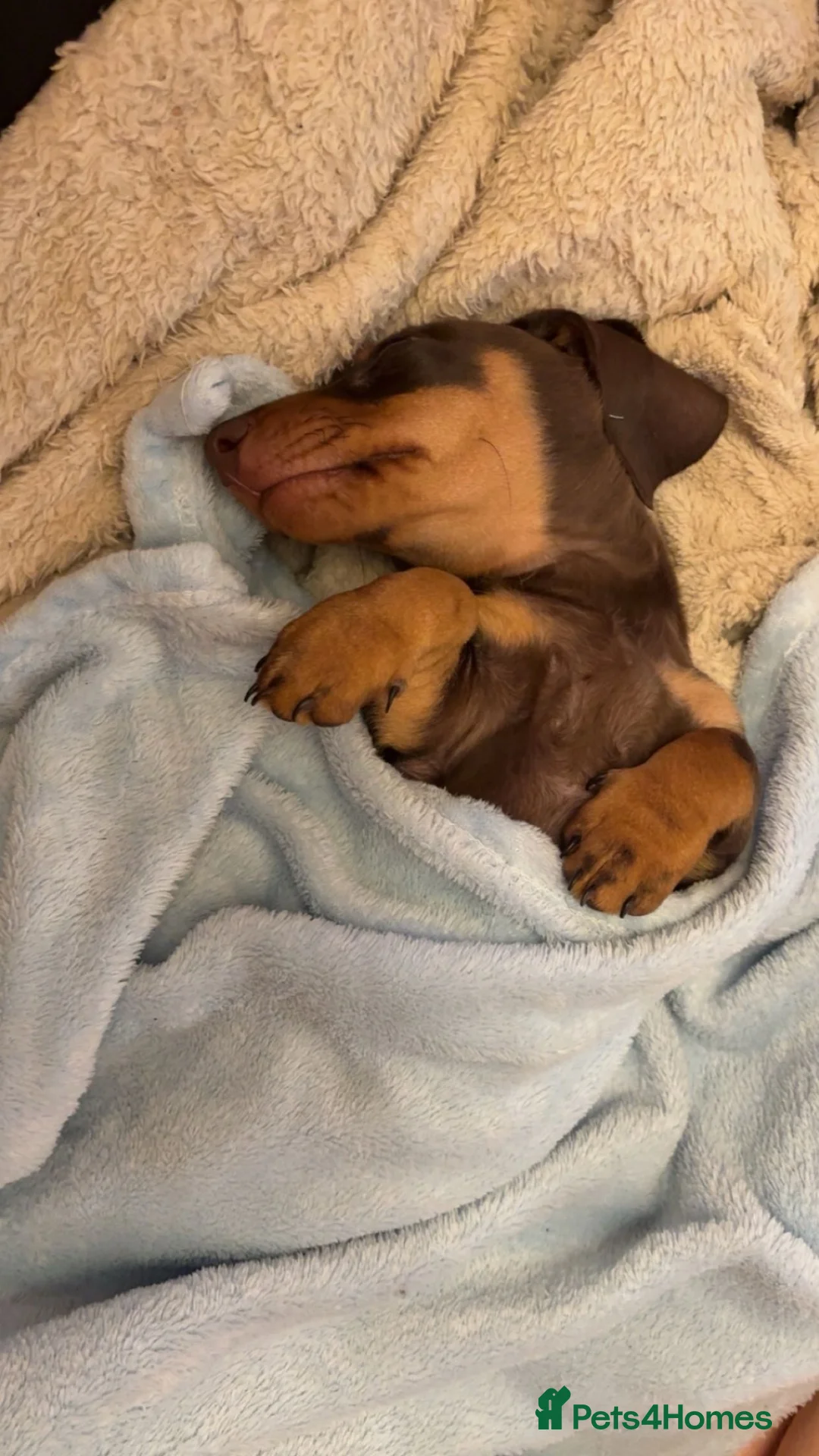Dachshund dogs for sale: Rehoming Dachsund in Glossop - Advert 2