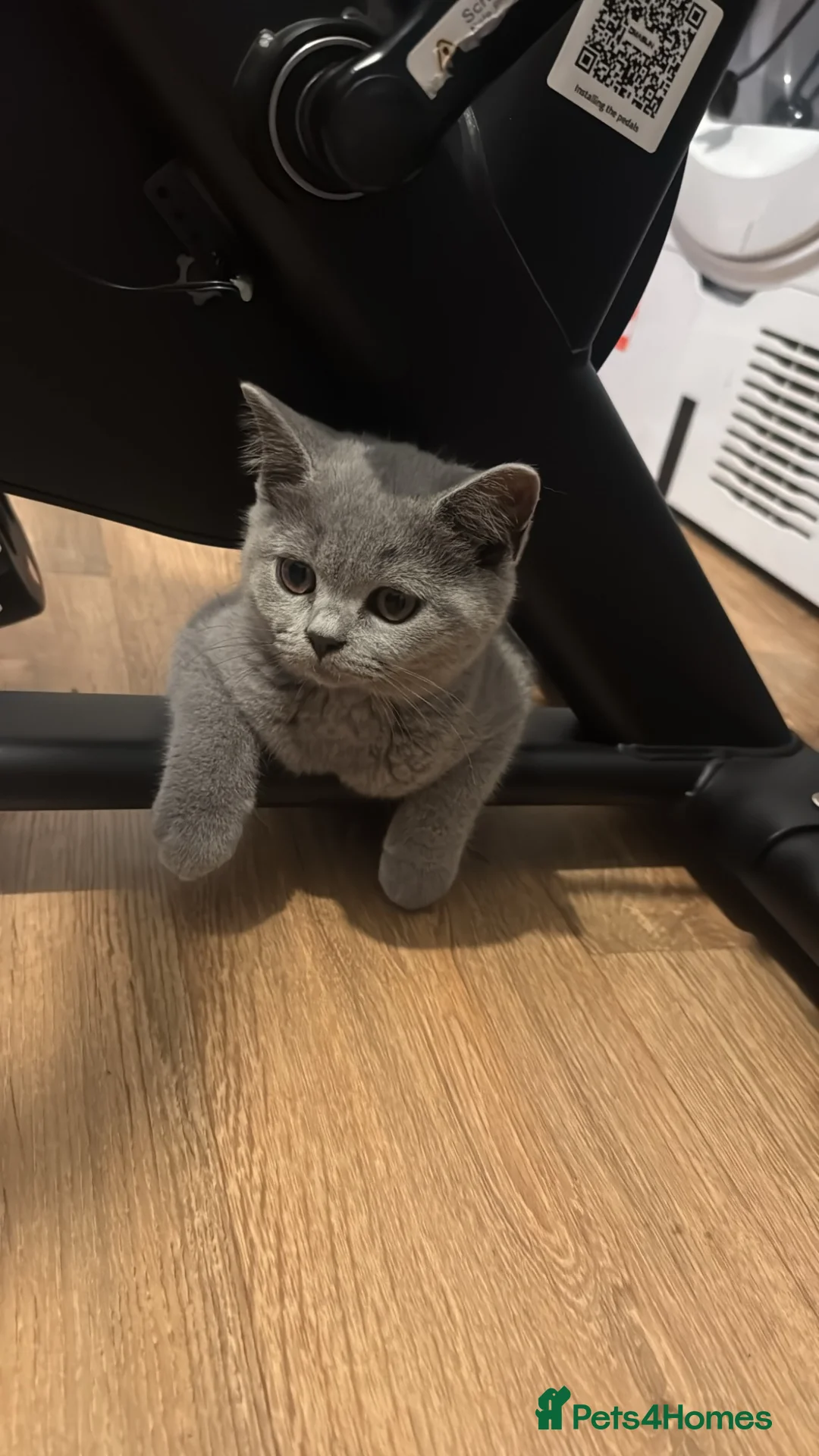 British Shorthair cats for sale: BRITISH SHORTHAIR TEDDY BEAR FEMALE - Advert 2