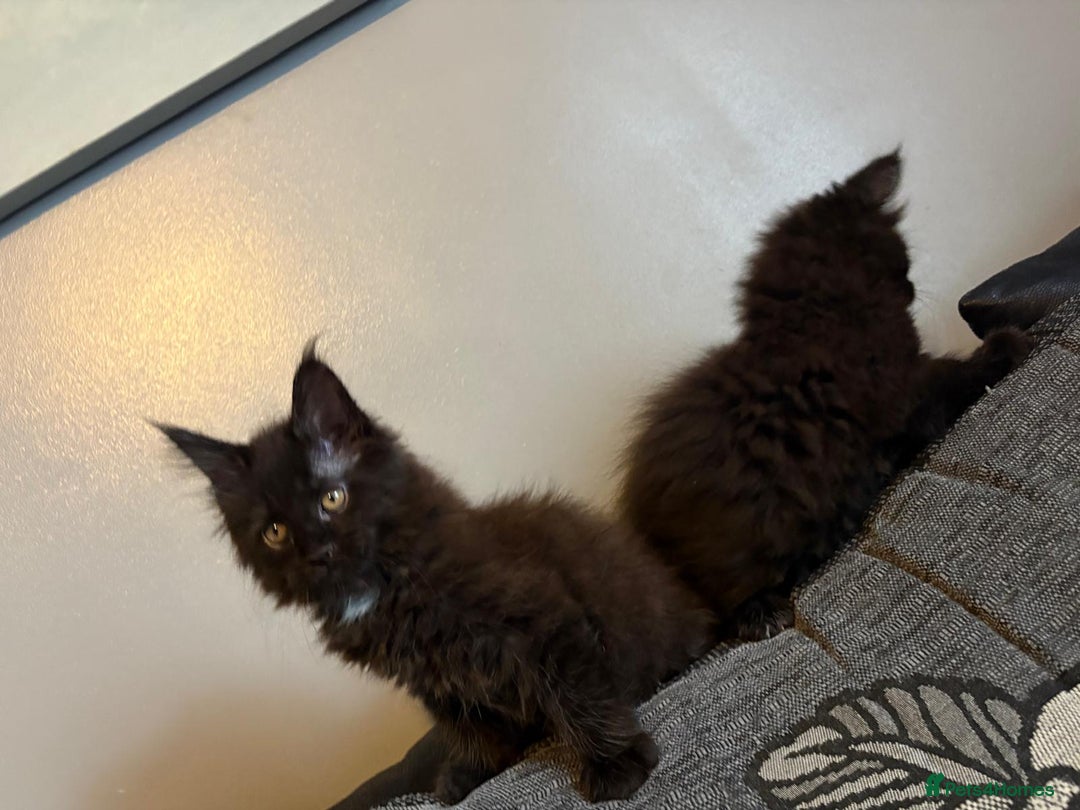 Maine Coon cats for sale: Full breed Maine Coon kittens ready to go.  - Image 5