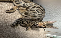 Bengal cats for sale: Beautiful bengal boy - Image 3