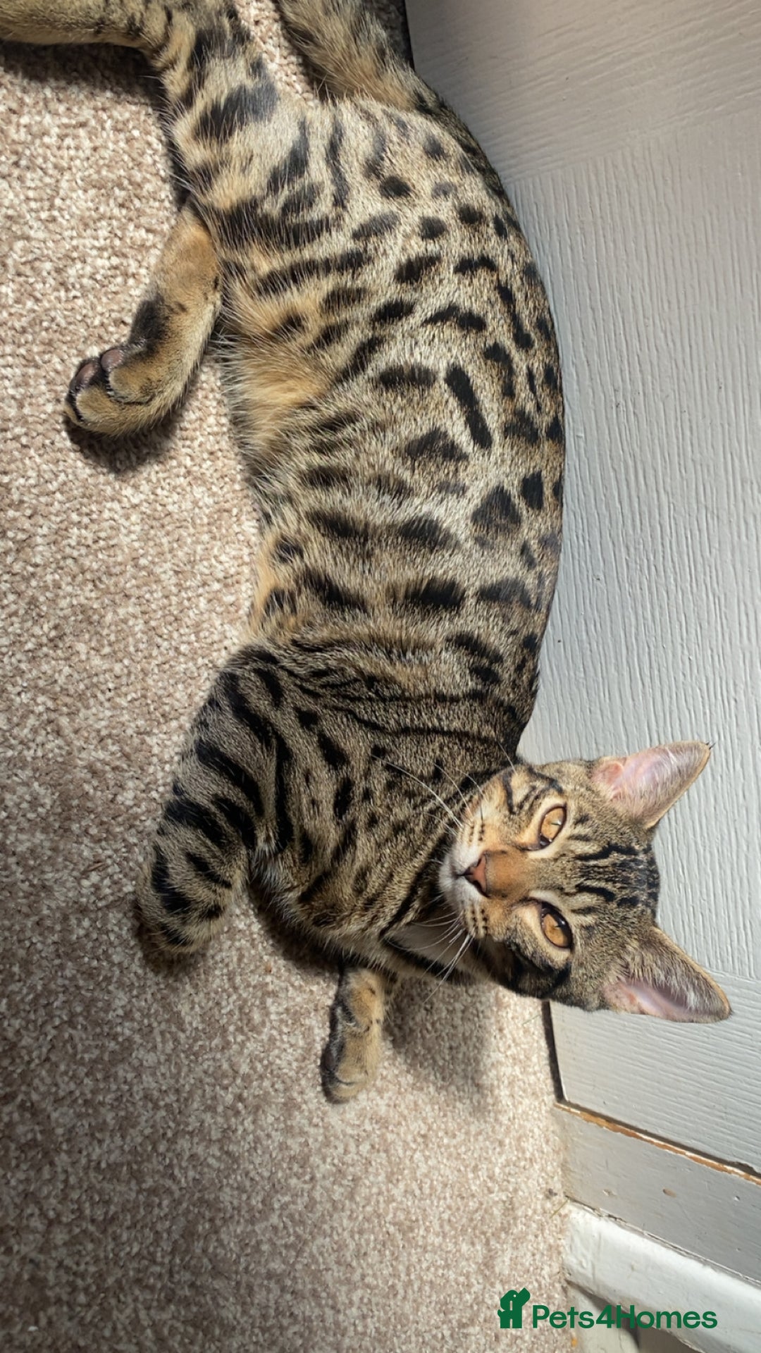 Bengal cats for sale: Beautiful bengal boy - Image 3