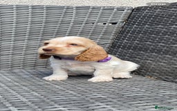 Cocker Spaniel dogs for sale: KC Registered Show Type Cocker Spaniel Pups - Image 6