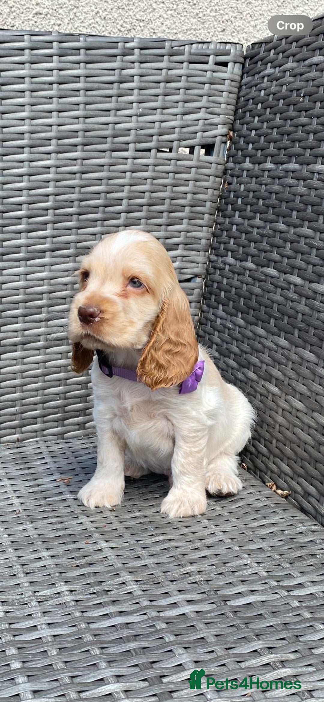 Cocker Spaniel dogs for sale: KC Registered Show Type Cocker Spaniel Pups - Image 6