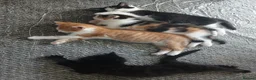 Mixed Breed cats for sale: 4 beautiful kittens ready for new homes  - Advert 3