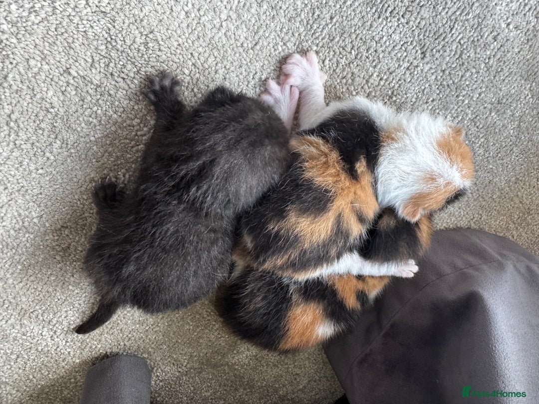 British Shorthair cats for sale: Bsh cats kittens  - Image 6