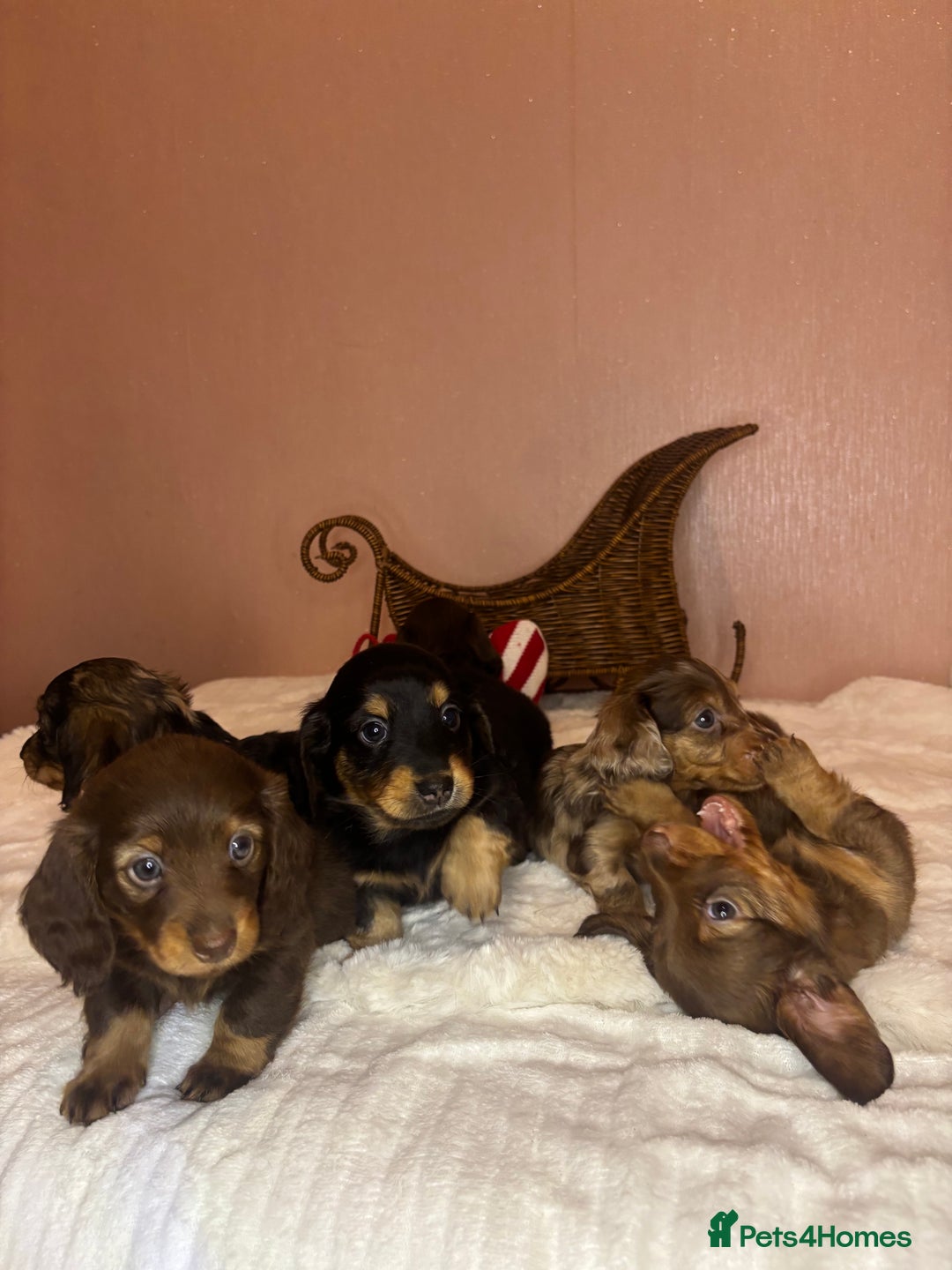 Miniature Dachshund dogs for sale: Champion Longhaired Miniature Dachshund Puppies - Advert 12