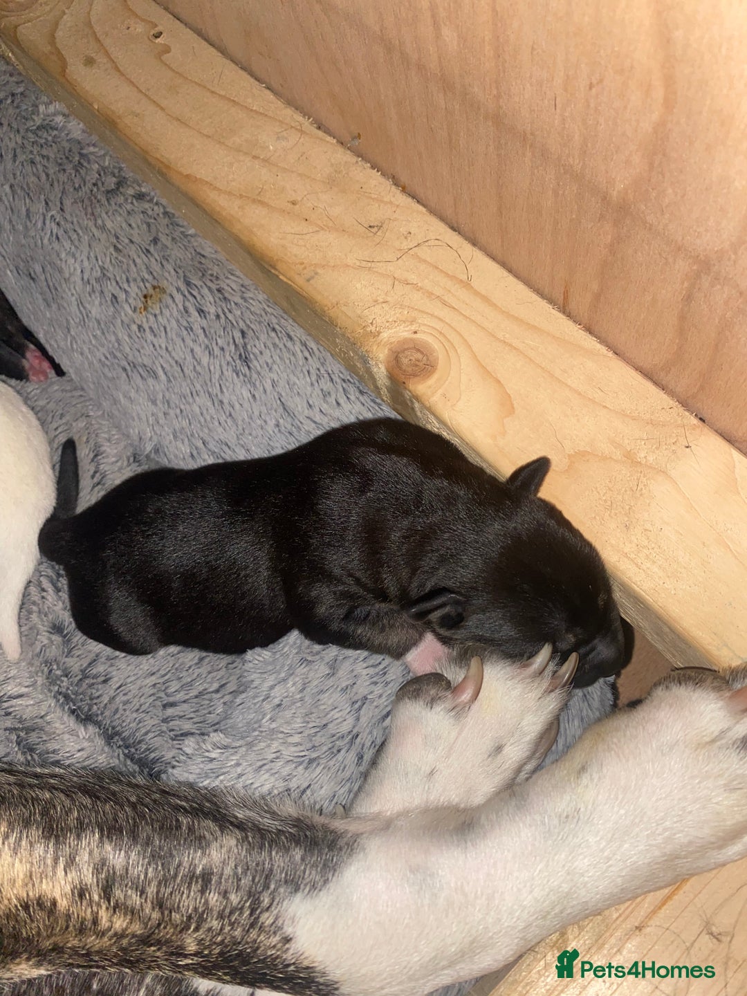 Mixed Breed dogs for sale: Husky x staff - Image 7