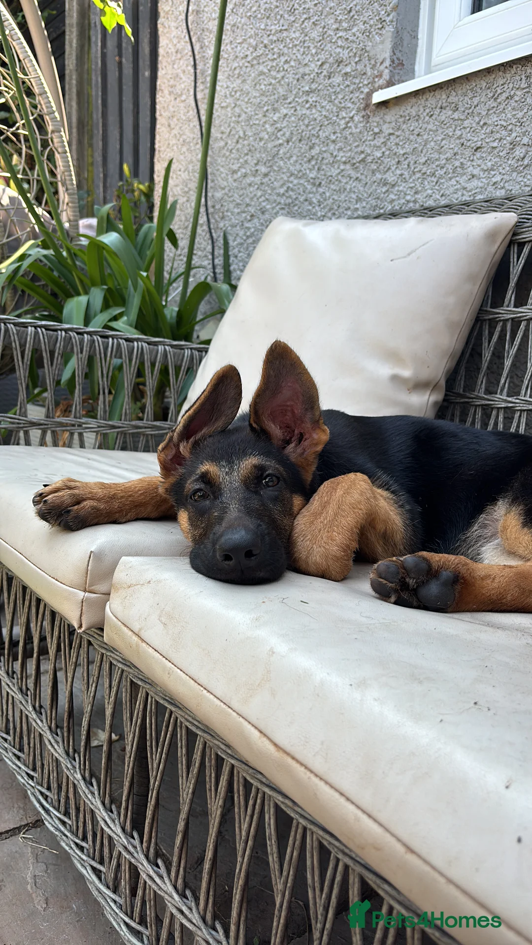 German Shepherd dogs for sale: German Shepard puppy  - Advert 2