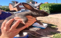 Lionhead rabbits for sale: Female rabbits for sale  - Image 9