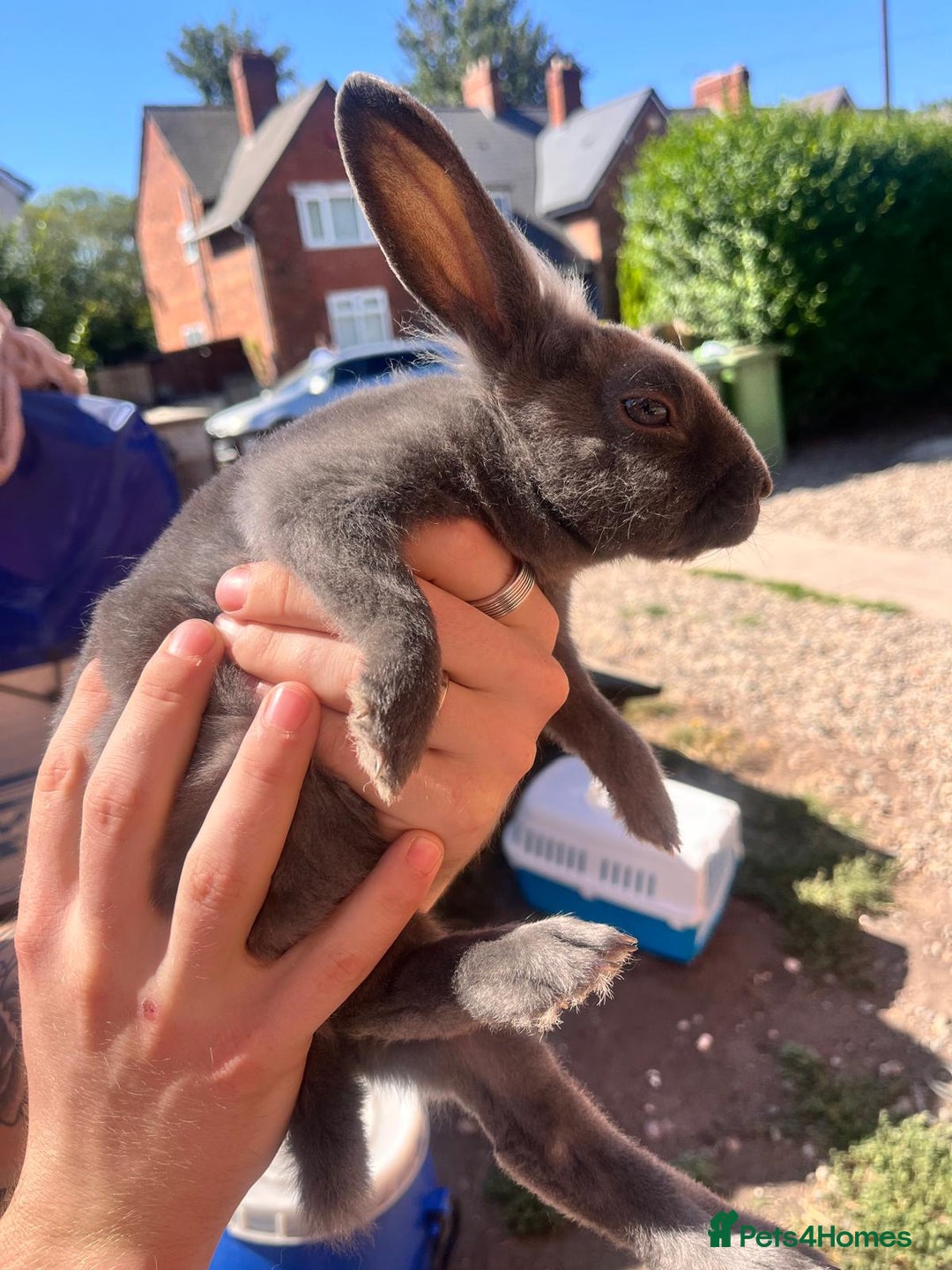 Lionhead rabbits for sale: Female rabbits for sale  - Image 9